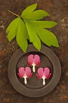 Platter Prints: Close-up Bleeding heart flower