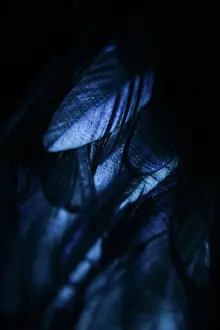 Angel Prints: Close-up of a blue feather, dark bird background