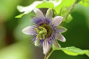 Radius Images Prints: Close-up of Blue Passion Flower (Passiflora caerulea), Bavaria, Germany