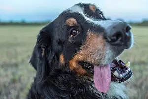 Animal Mouth Prints: Close-up of Border Collie on field