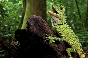 Animal Mouth Prints: Close-up of a Bornean Angle-Head lizard (Gonocephalus bornensis) in forest