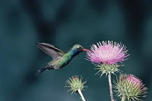 Feed Prints: Close-up of a Broad-billed Hummingbird (Cynanthus latirostris)