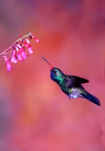 Pollination Prints: Close-up of a Broad-Billed hummingbird (Cynanthus latirostris) feeding on nectar