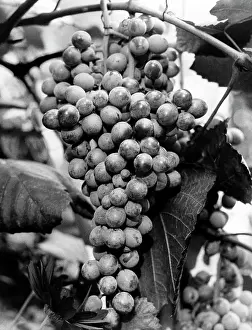 Vineyard Prints: Close-up of a bunch of grapes in a vineyard