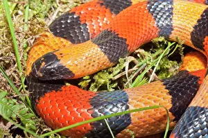 Carnivorous Prints: Close-up of a Campbell's Milk snake (Lampropeltis triangulum campbelli)