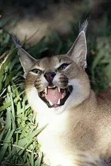 Adult Animal Prints: Close-up of a caracal (Felis caracal) snarling