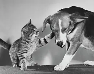 Defense Prints: Close-up of a cat touching a dog with its paw