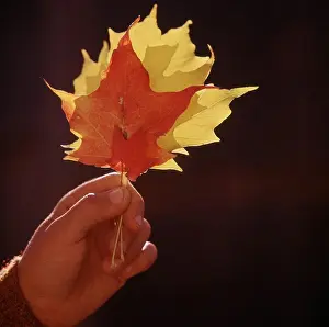 One Child Only Prints: Close-up of a childs hand holding a leaf