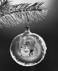 Composite Prints: Close-up of a Christmas ornament hanging on a Christmas tree