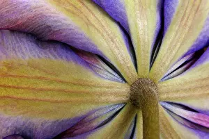 Natural Pattern Prints: Close-up of a clematis