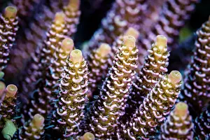 Undersea Prints: Close-up of coral in the Bohol Sea, Philippines