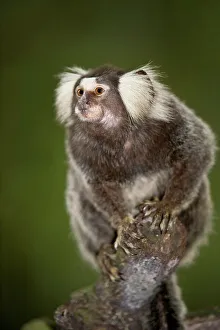 Omnivorous Prints: Close-up of a Cotton-Eared marmoset (Callithrix jacchus)