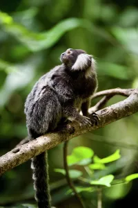 Omnivorous Prints: Close-up of a Cotton-Eared marmoset (Callithrix jacchus)