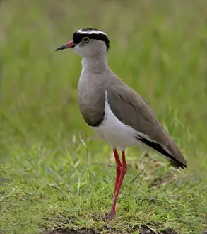 Close-up of a Crowned Plover perching on the grass (Vanellus coronatus)