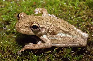Caribbean Prints: Close-up of a Cuban Tree frog (Osteophilus septentrionalis), Cayman Islands