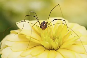 Animallife Prints: Close-up of a Daddy Long Legs spider pollinating a flower