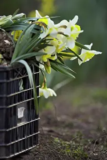 Plant Life Prints: Close-up of daffodils flowers