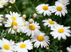Beginnings Prints: Close-up of daisies