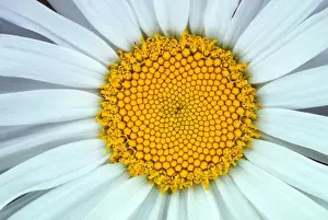 Daisy Prints: CLOSE-UP OF DAISY FLOWER
