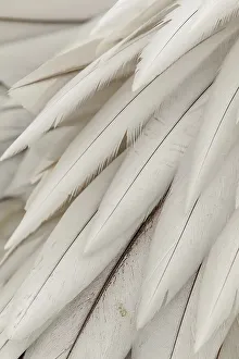 Vulnerability Prints: Close-up of Dalmatian Pelican (Pelecanus crispus) feathers