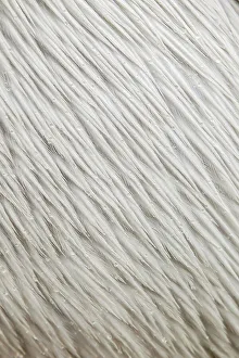Vulnerability Prints: Close-up of Dalmatian Pelican (Pelecanus crispus) wet feathers
