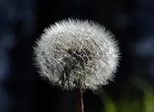 Softness Prints: Close-up of a Dandelion (Taraxacum officinale) flower