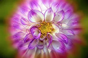 Petals Prints: Close-up detail of the decorative dahlia High Plains Majesty (Asteraceae); Bronx