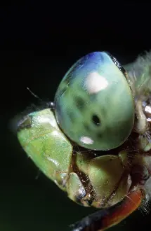 Living Organism Prints: Close-up of Emperor Dragonfly's head