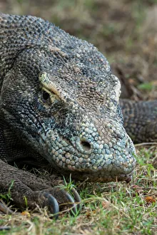 Komodo Dragon Prints: Close-up of an endemic Komodo dragon (Varanus komodoensis) on Rinca Island