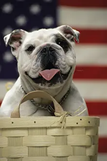Sticking Out Tongue Prints: Close-up of an English Bulldog in a basket in front of an American flag
