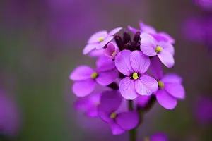 Petals Prints: Close-up of Erysimum Bowles Mauve flowers