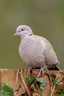 Dove Prints: Close-up of an Eurasian Collared Dove (Streptopelia decaocto)