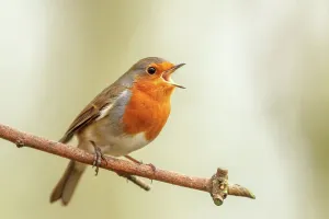 Animal Mouth Prints: Close-up of a European Robin (Erithacus rubecula) singing