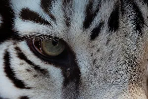 Whisker Prints: Close-up of eye of Sumatran tiger (Panthera tigris sumatrae)