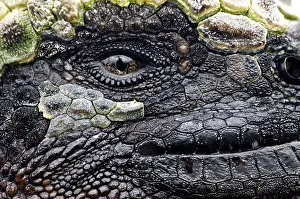 Animal Eye Prints: Close-up of a face of Marine iguana (Amblyrhynchus cristatus)