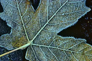 Vancouver Island Prints: Close-up of a fallen maple leaf, Vancouver Island, British Columbia, Canada