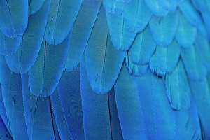 2022 Prints: Close-up of the feathers of a blue-and-yellow macaw (Ara ararauna)