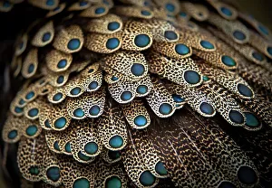 Pheasant Prints: Close-up of feathers of Bornean Peacock-Pheasant (Polyplectron schleiermacheri) captivity at Jurong Bird Park