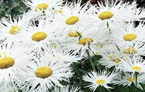 Flower Head Prints: Close-up of Fleabane flowers in a garden