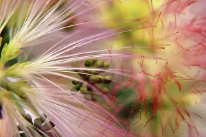 Wispy Prints: Close-up of a flower