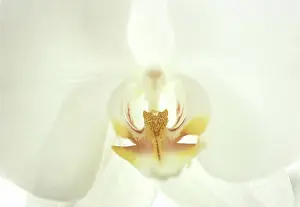 Close-up of a flower
