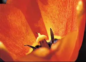 Pollen Prints: Close-up of a flower