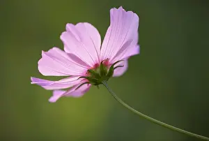 Cutting Prints: Close-up of a flower