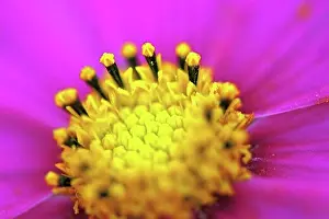 Flower Head Prints: Close-up of a flower