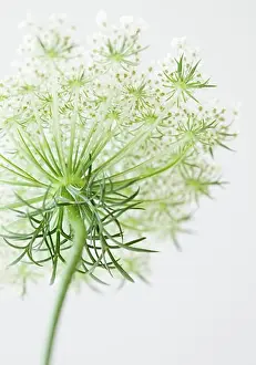 East Coast Prints: Close-up of flower
