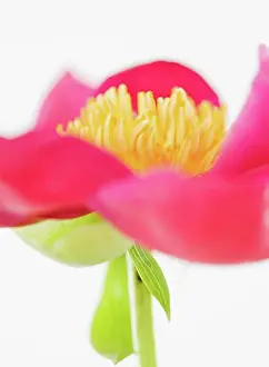 East Coast Prints: Close-up of flower