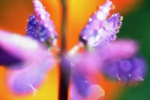 Brilliant Prints: Close-Up Flower