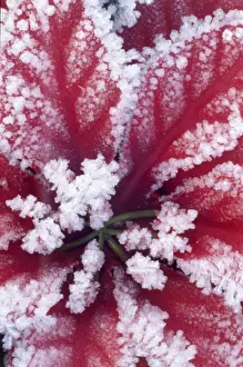Flower Head Prints: Close-up of a flower covered with ice