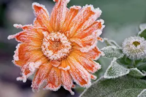 Frost Prints: Close-up of a flower with ice on it