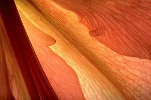 Floral Prints: Close-up of Flower Petal